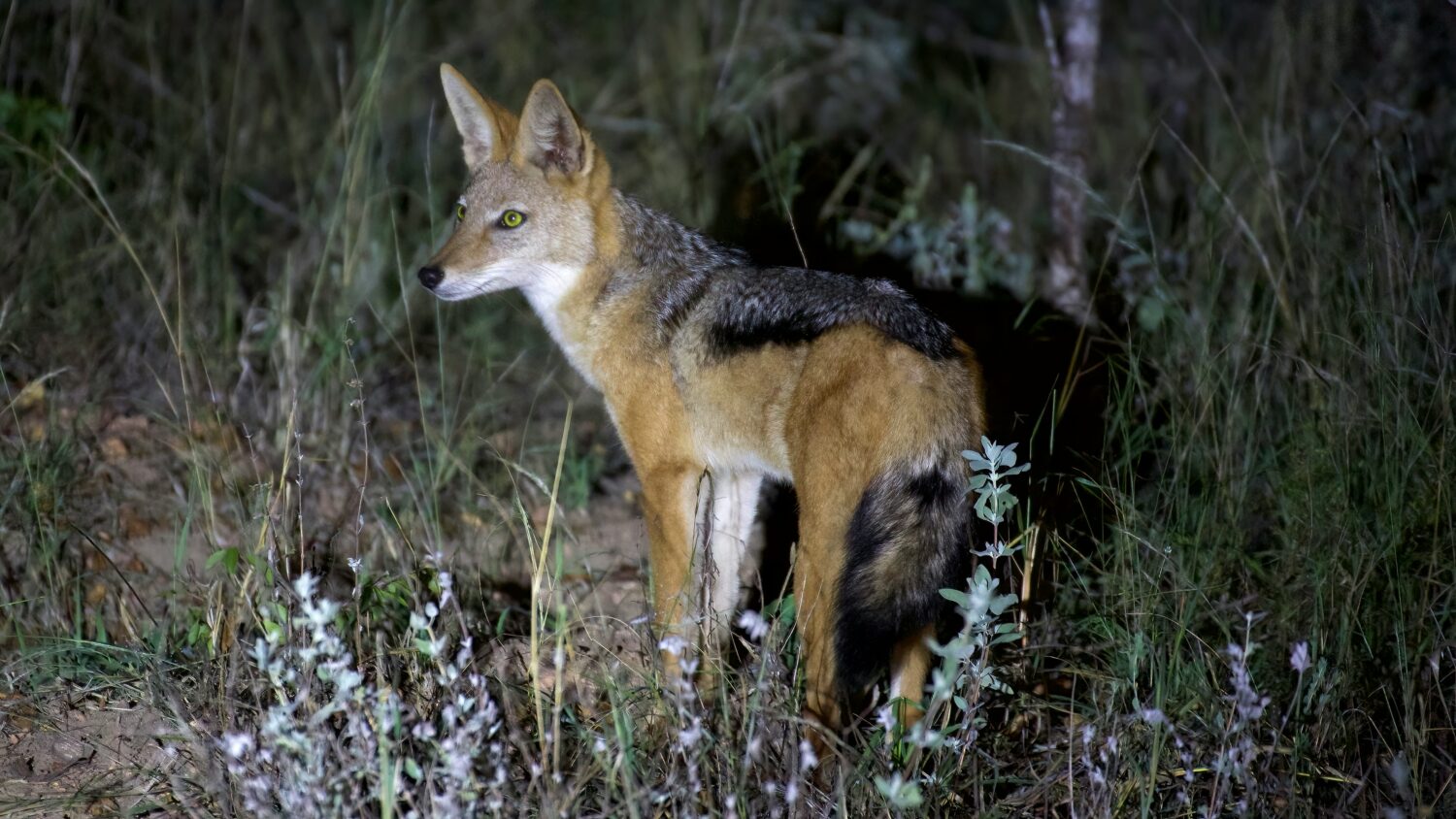 side-striped jackal Uganda