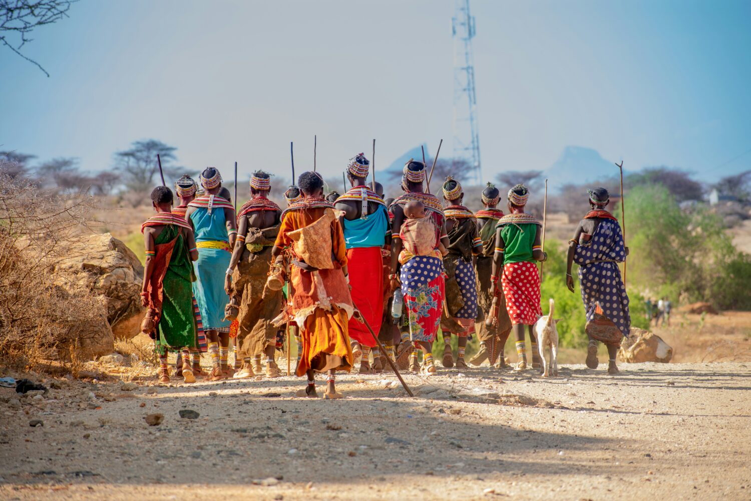 Karamojong cattle culture