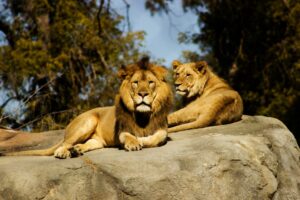 Big Five vs Big Seven safari Uganda