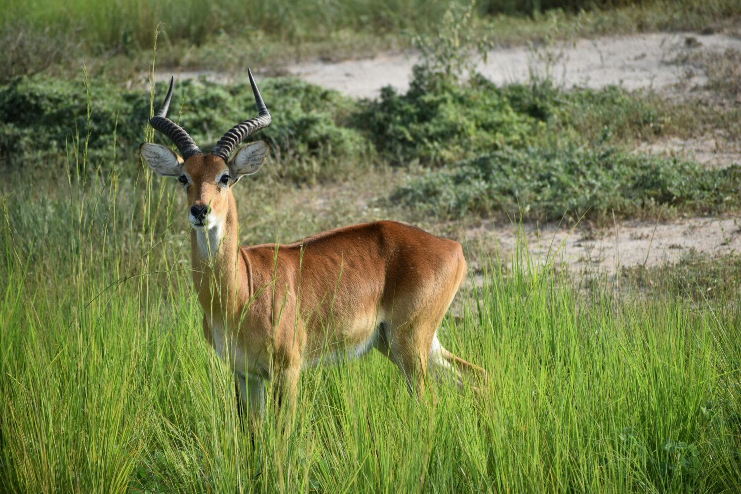 Uganda kob vs impala