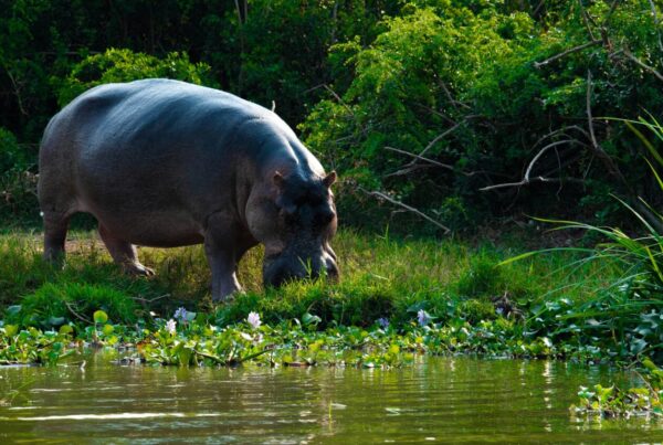 best months to avoid crowds on a Uganda safari