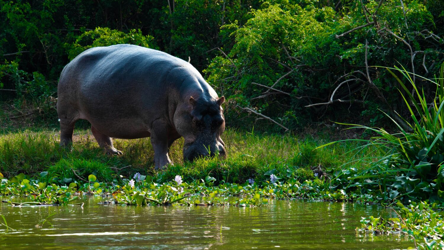 best months to avoid crowds on a Uganda safari