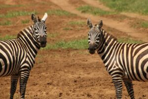 best months to avoid crowds on a Uganda safari