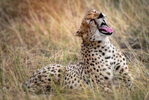 East Africa visa guide for combined safaris