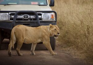 East Africa visa guide for combined safaris