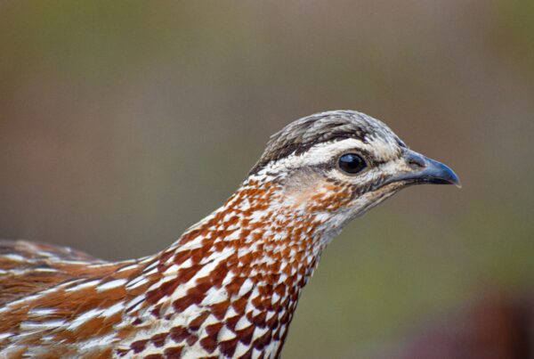Nahan's Francolin Uganda