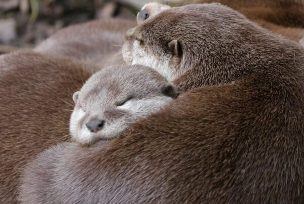 otters of the Nile in Uganda