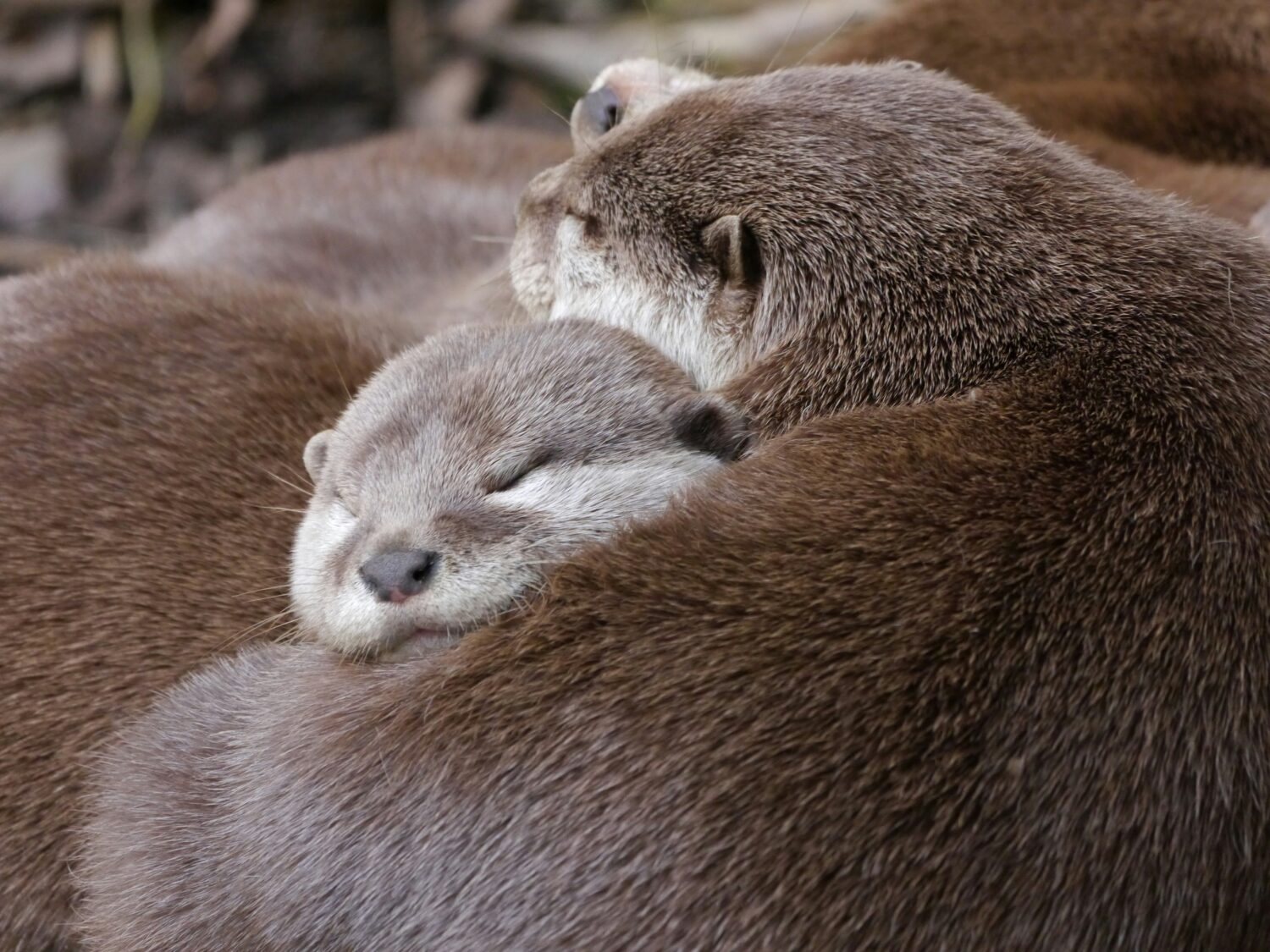 otters of the Nile in Uganda