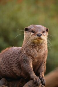 otters of the Nile in Uganda