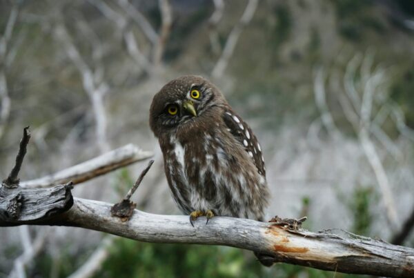 Pel's Fishing Owl Uganda