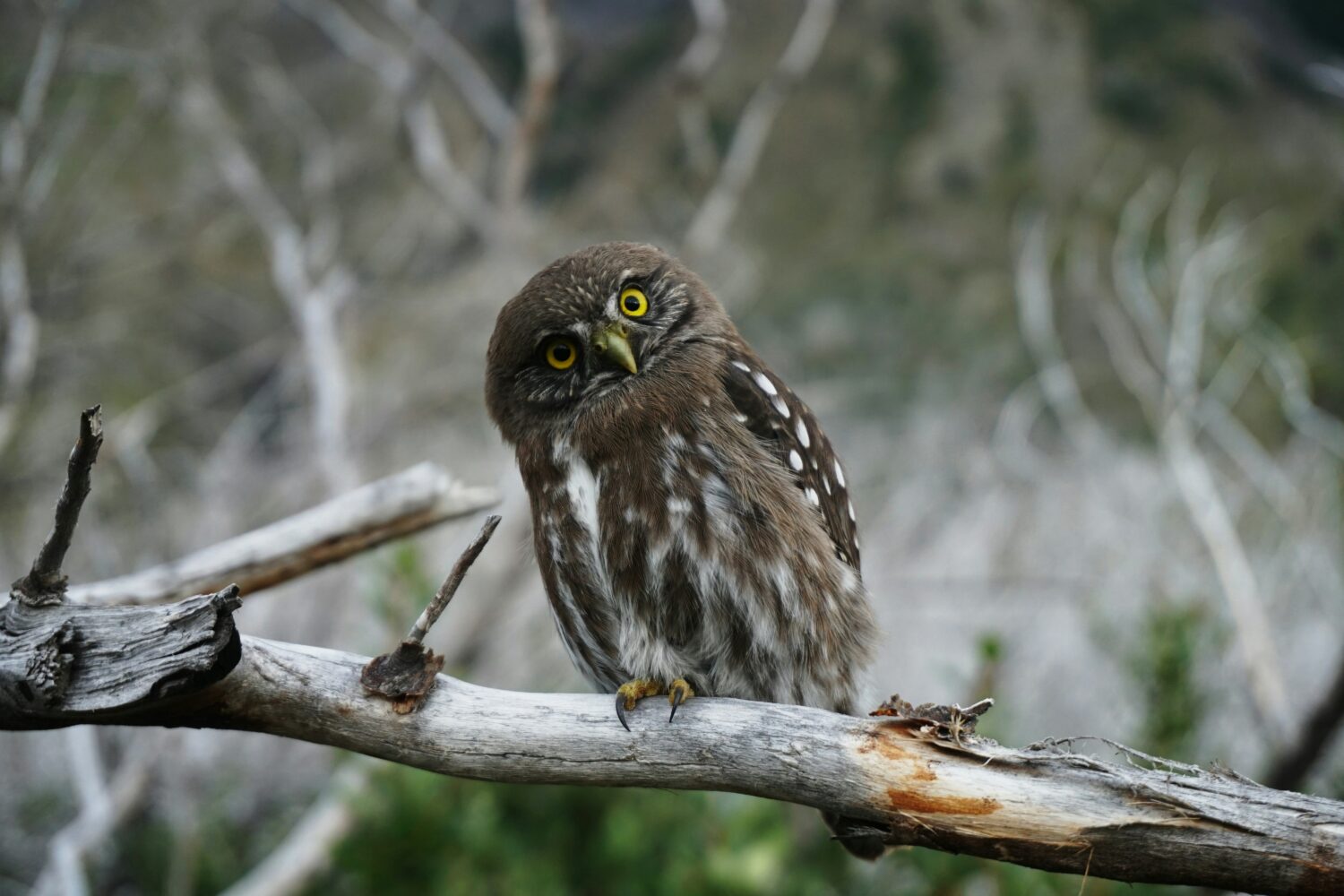 Pel's Fishing Owl Uganda
