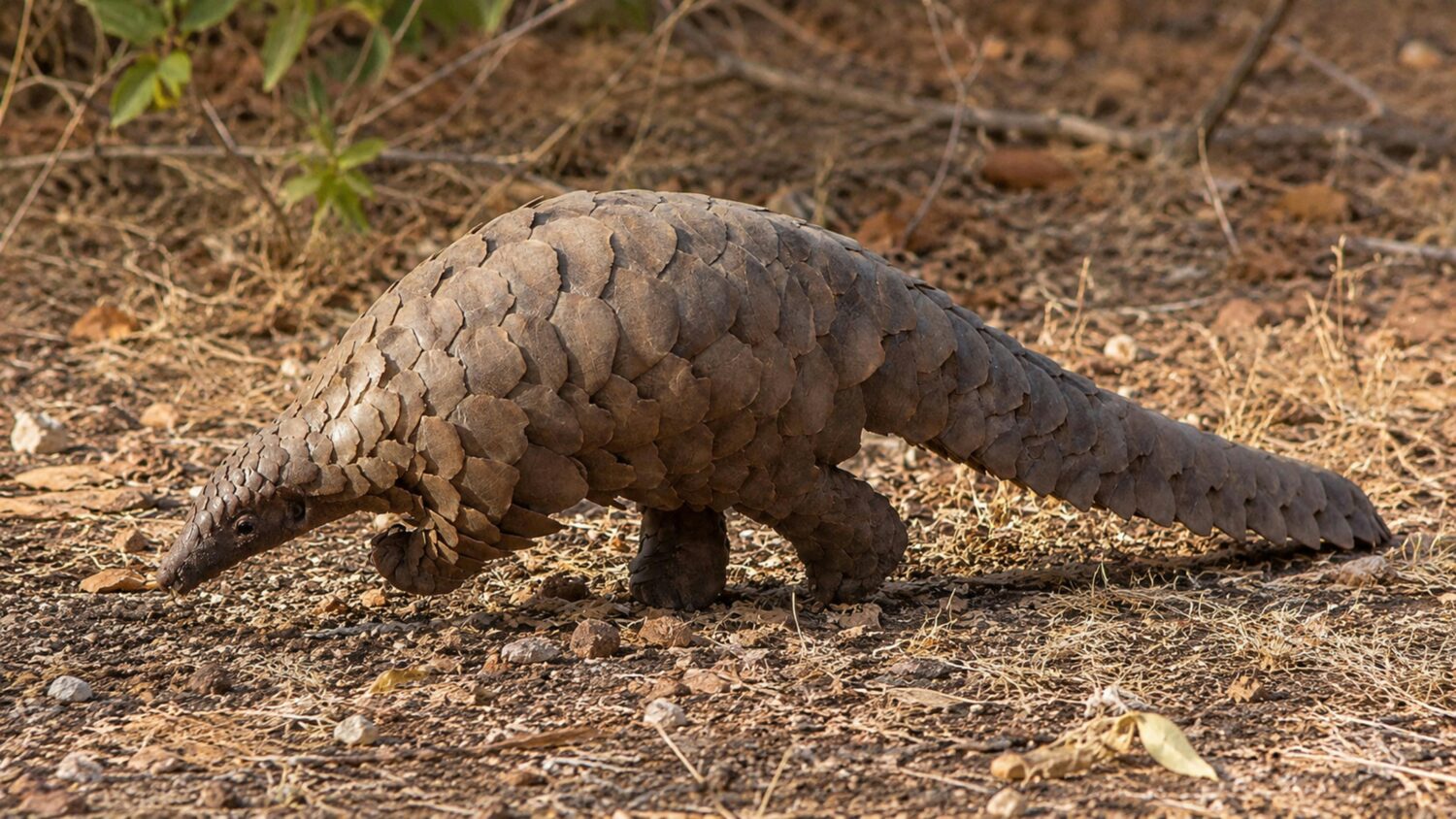 pangolins in Uganda