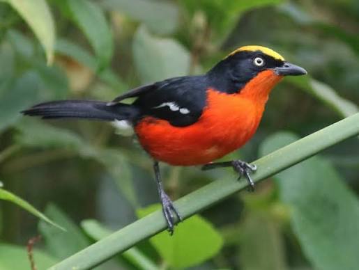 Papyrus Gonolek Uganda
