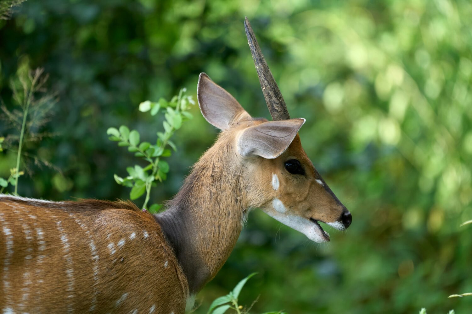 bushbuck Uganda