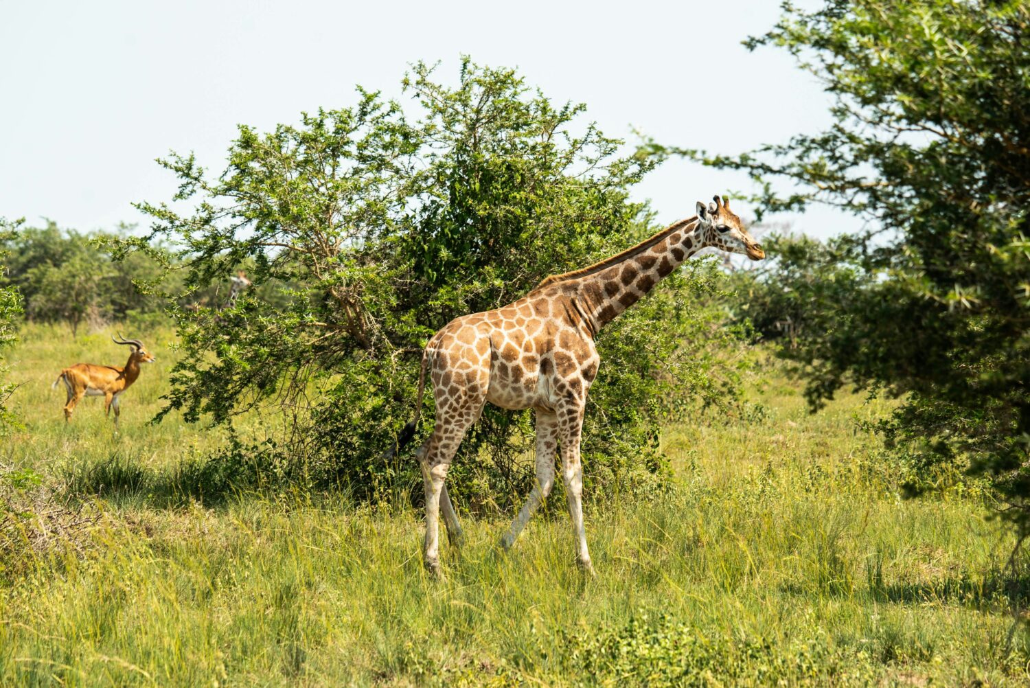 regenerative tourism Uganda