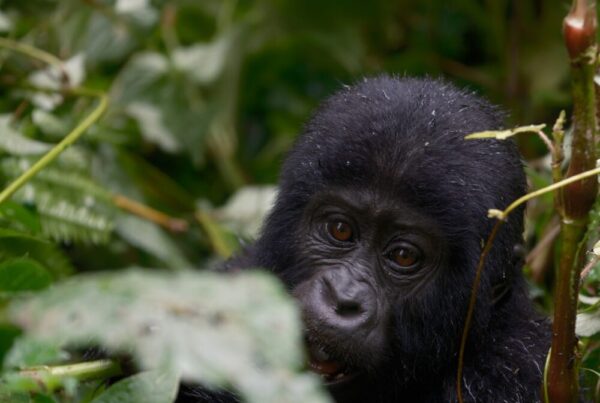 Uganda vs Rwanda gorilla trekking