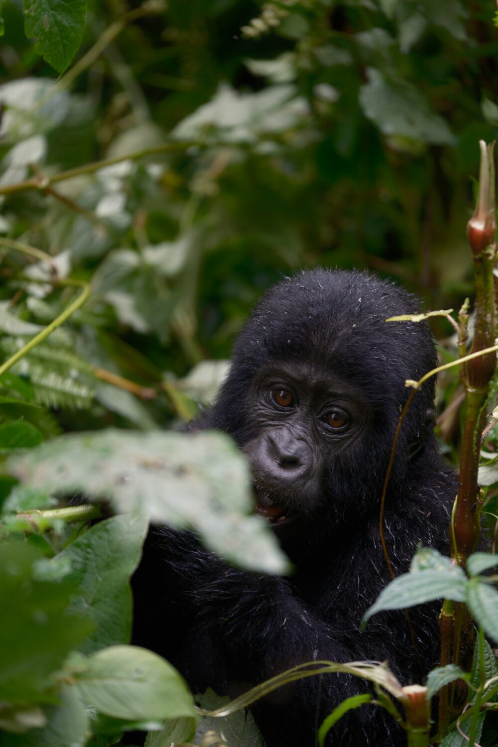 Uganda vs Rwanda gorilla trekking