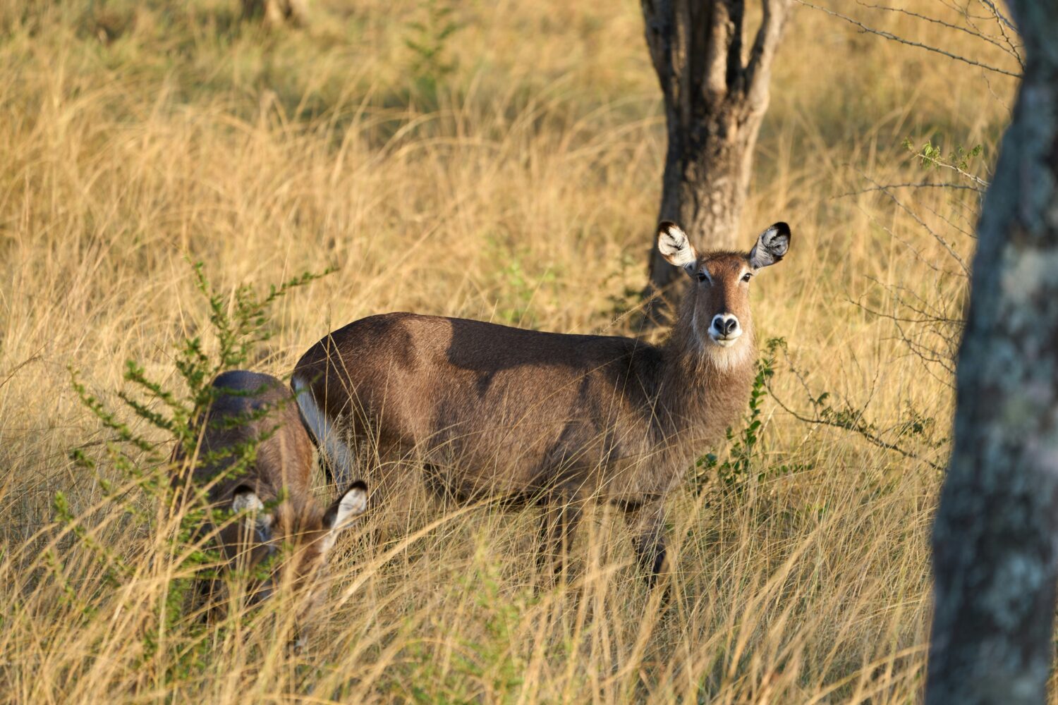 Uganda safari cost