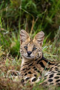serval cat Uganda