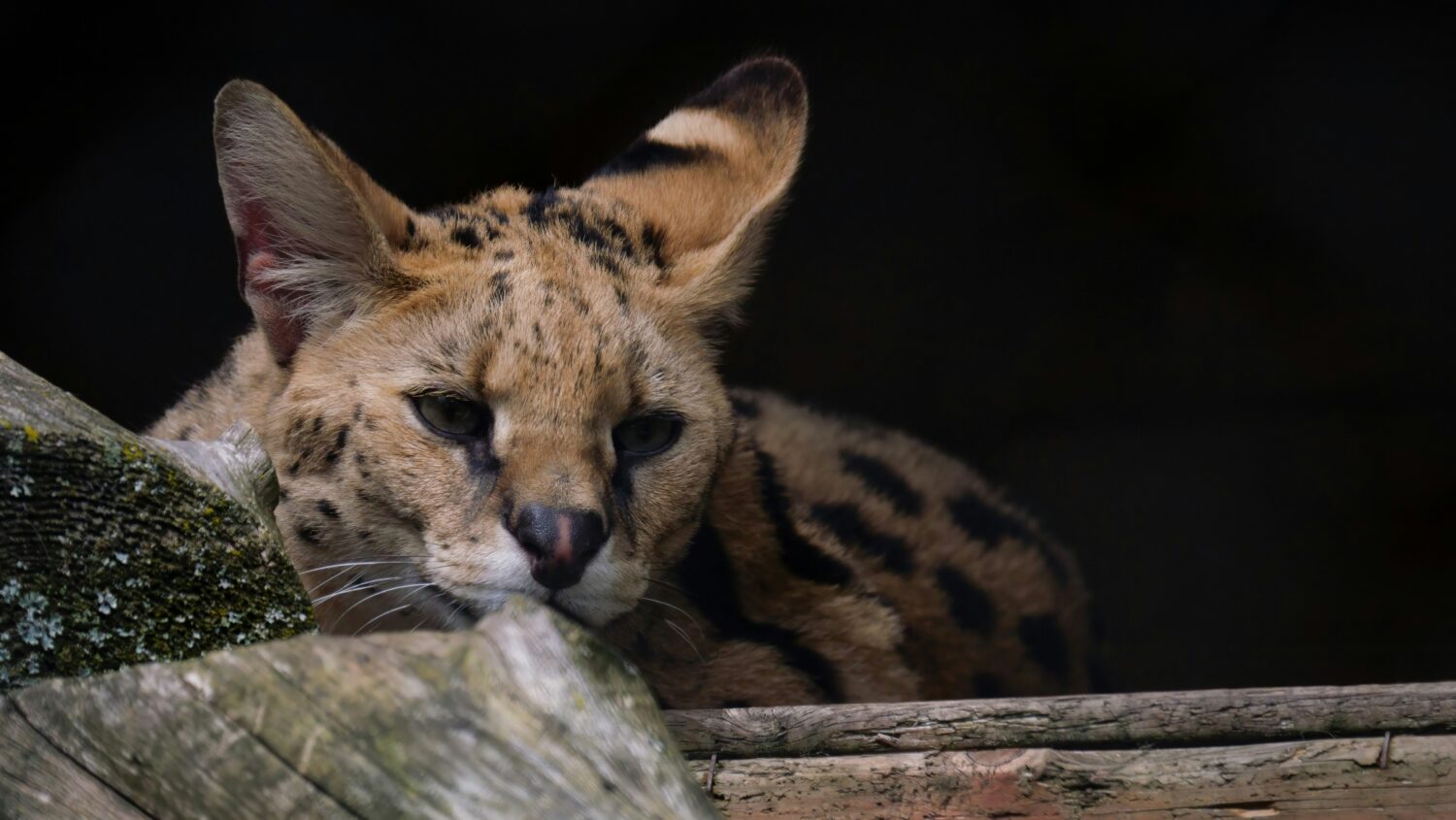 serval cat Uganda