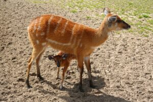 sitatunga vs bushbuck
