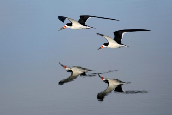 African Skimmer Uganda