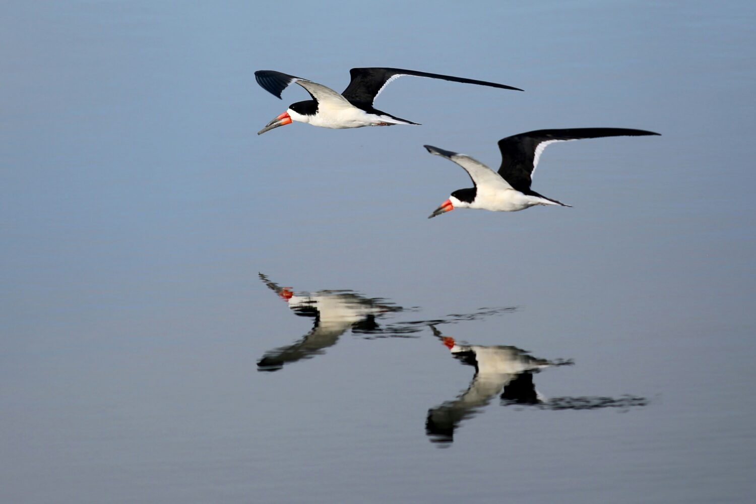 African Skimmer Uganda