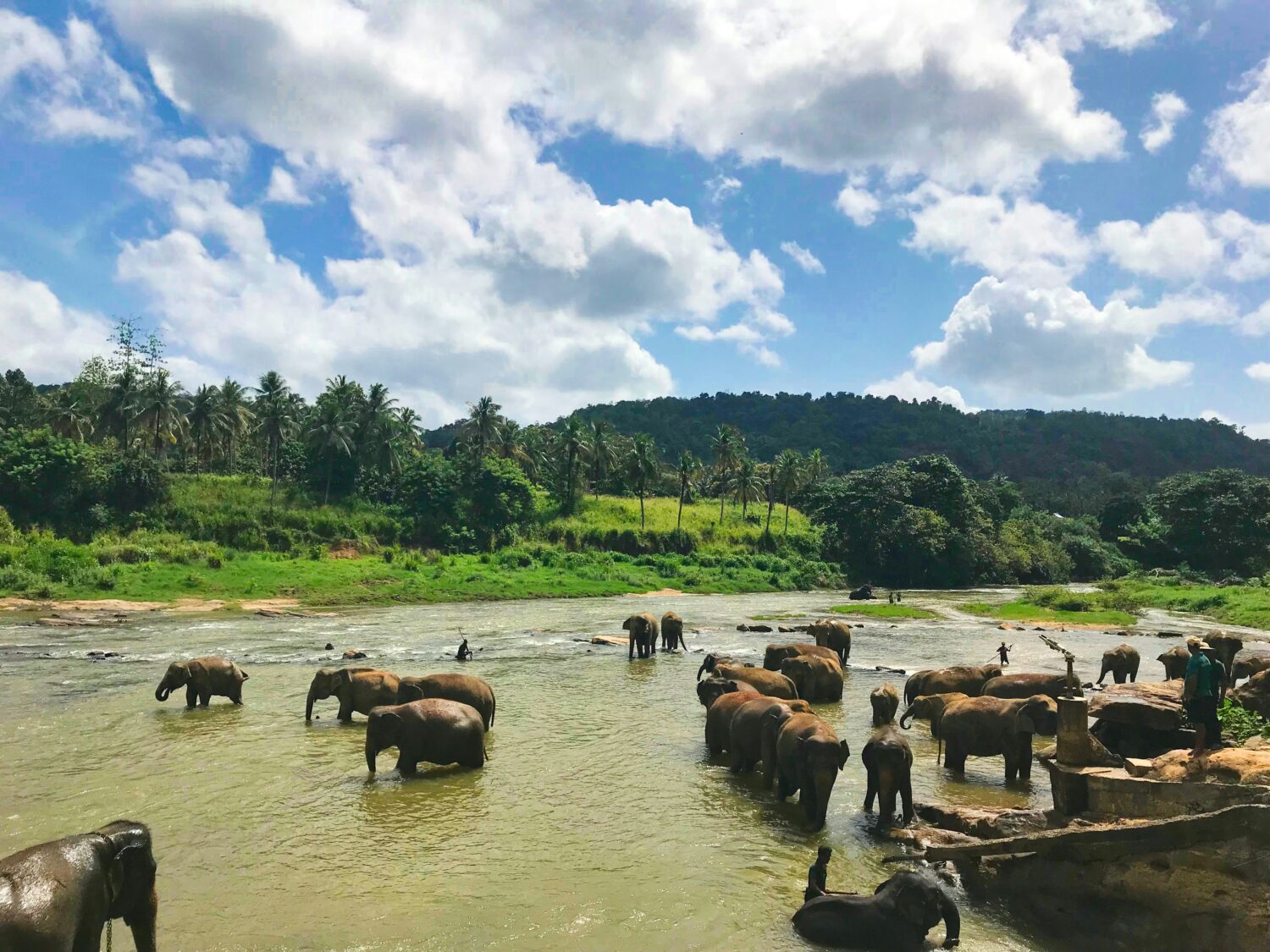 Uganda vs Sri Lanka Safari