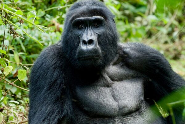 best add-on destinations after a Uganda gorilla safari
