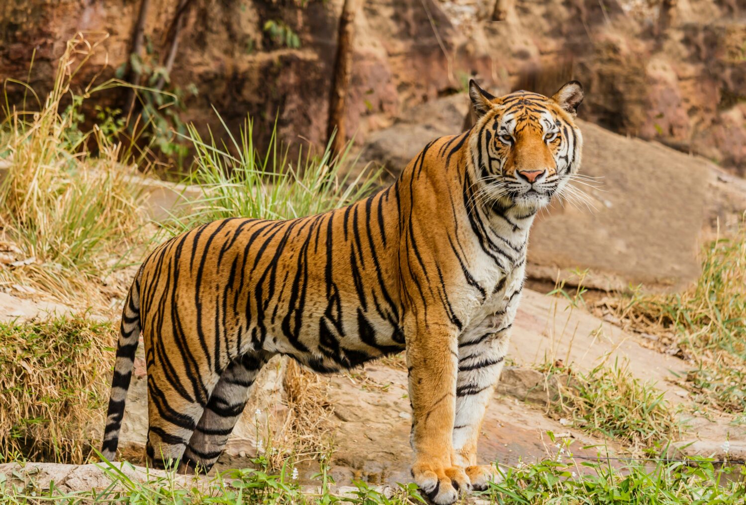 Uganda vs India Wildlife Safari