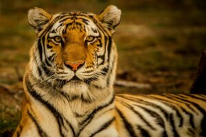 Uganda vs India Wildlife Safari