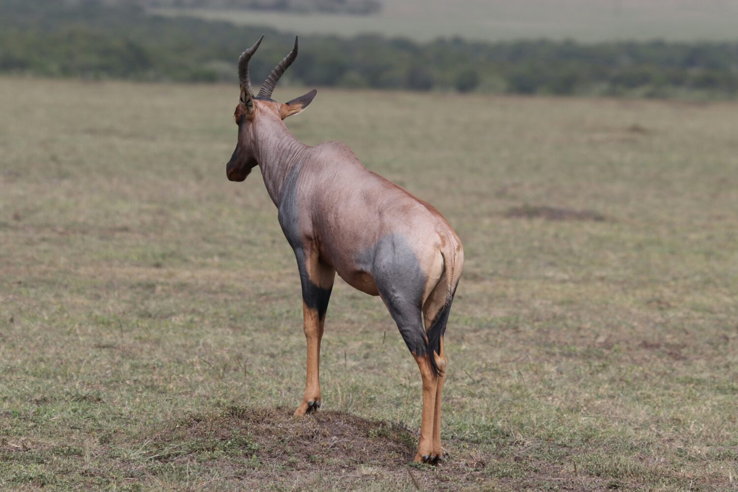 oribi and topi Uganda