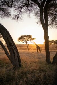 Uganda and Tanzania combined safari