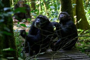 Uganda safari cost