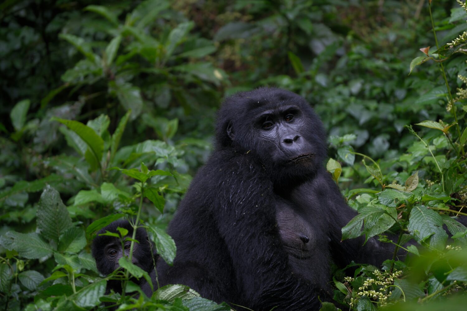 gorillas chimps and big game Uganda
