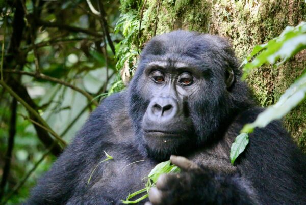 Uganda and Rwanda gorilla safari for European travelers