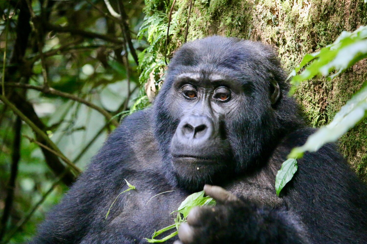 Uganda and Rwanda gorilla safari for European travelers