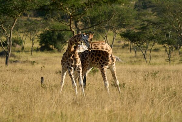 gap year Uganda volunteering and safari