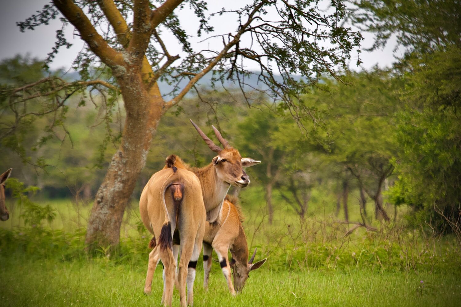Uganda safari for introverts