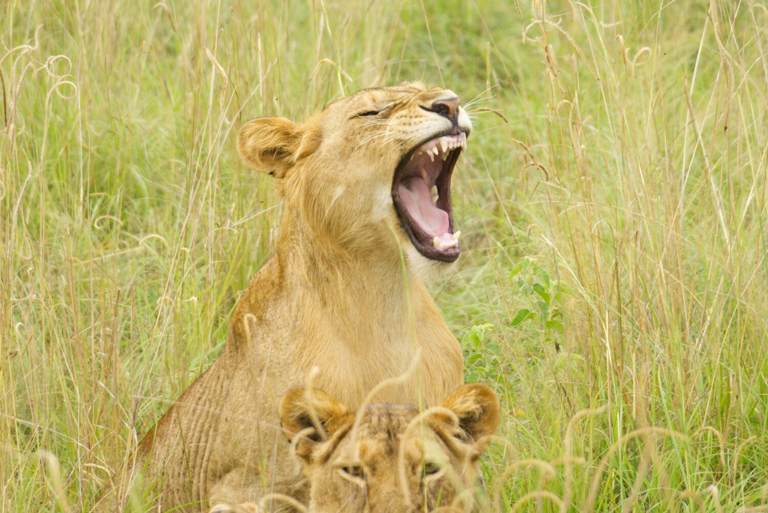 Uganda National Parks entry fees