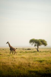 Uganda green season safari
