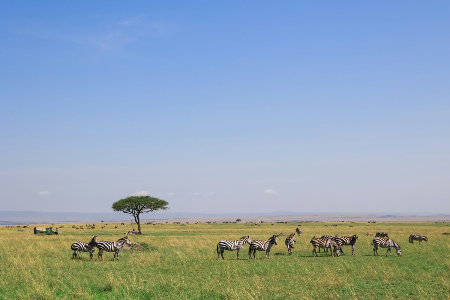 Uganda green season safari