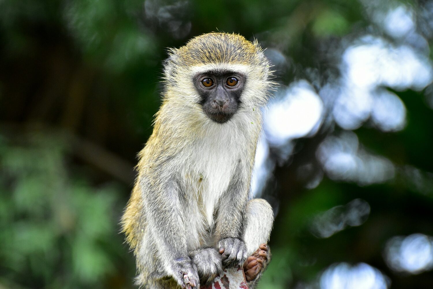 vervet monkey and patas monkey Uganda