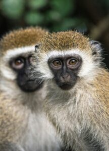 vervet monkey and patas monkey Uganda
