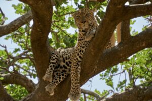best add-on destinations after a Uganda gorilla safari