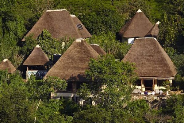 Volcanoes Bwindi Lodge review