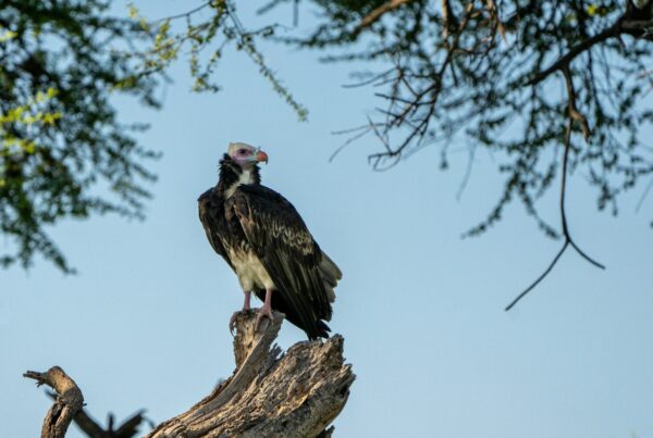 White-headed Vulture Uganda