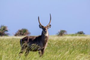 Defassa waterbuck Uganda