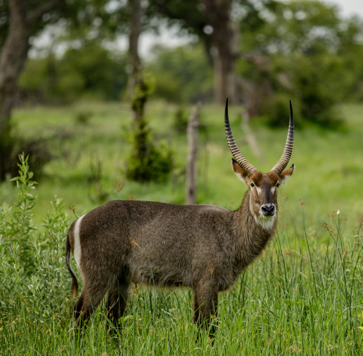 Defassa waterbuck Uganda