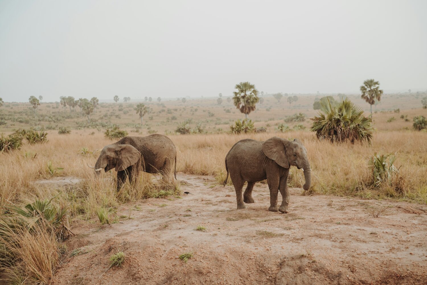 Uganda safari availability peak season